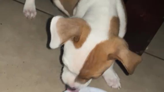 Pit Pup For Sale in Los Angeles, California