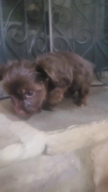Chocolate/Tan Male Yorkie in Columbus, Georgia