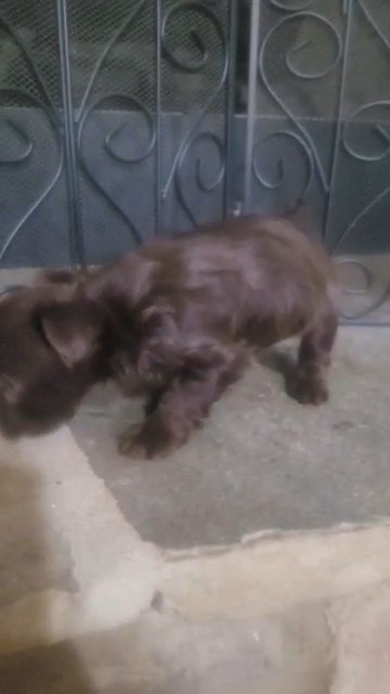 Bitter Chocolate Yorkie in Columbus, Georgia