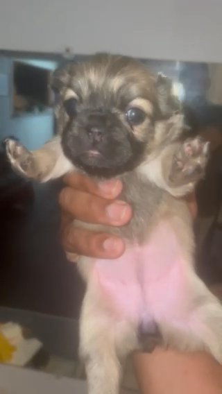 Full Fluffy Fawn Female in Arlington, Texas