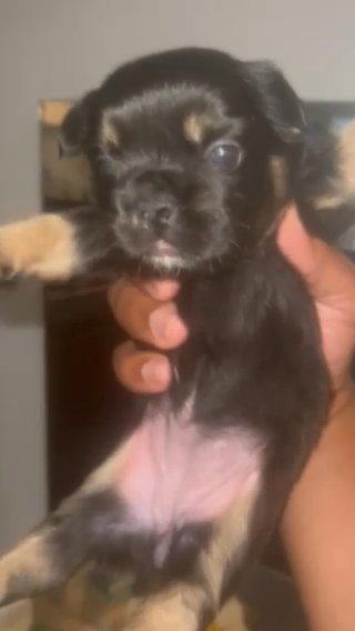 Full Fluffy Female Black And Tab in Arlington, Texas