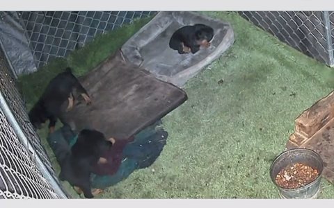 Rottweiler Puppies in Riverside, California