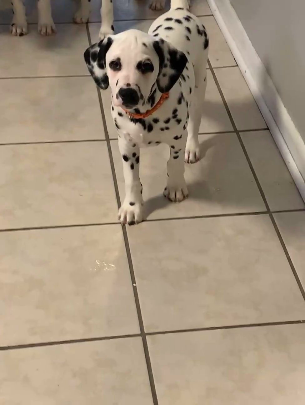 Dalmatian in Chicago, Illinois
