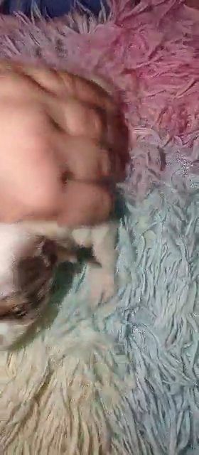 *SOLD*Female Blueberry Merle Yorkie in Sikeston, Missouri