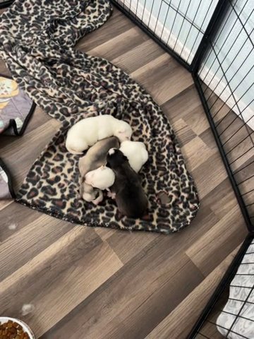 Ariel and Maverick Puppies For Sale! in Zephyrhills, Florida