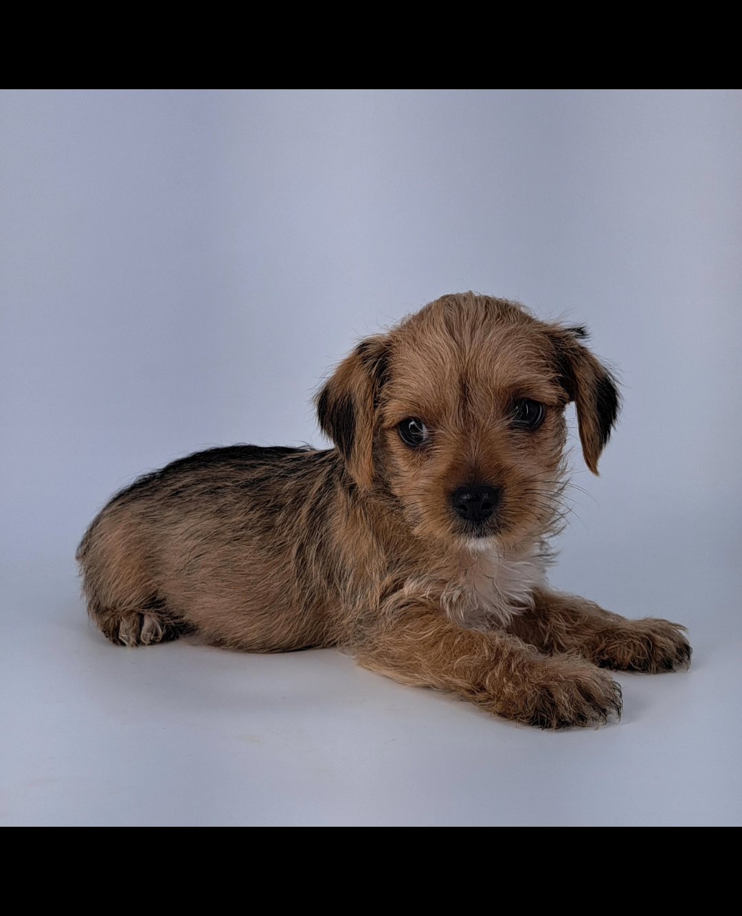 Sable Yorkie male in Lexington, South Carolina