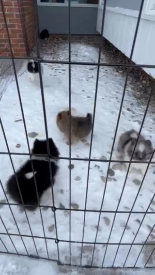 Pomeranian Puppies in Mount Pleasant, Michigan
