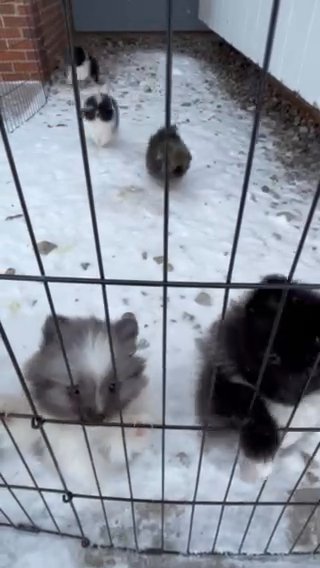 Pomeranian Puppies in Mount Pleasant, Michigan