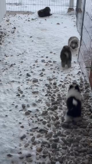 Pomeranian Puppies in Mount Pleasant, Michigan