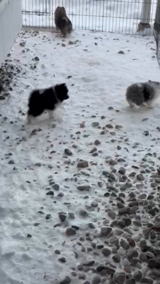 Pomeranian Puppies in Mount Pleasant, Michigan