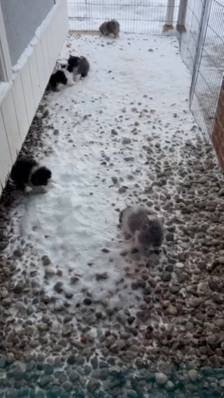 Pomeranian Puppies in Mount Pleasant, Michigan