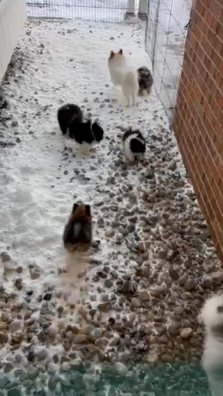 Pomeranian Puppies in Mount Pleasant, Michigan