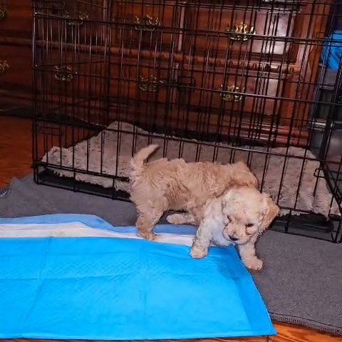 Toy Poodle in Leander, Texas