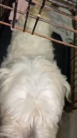 Furry Friend in New York City, New York
