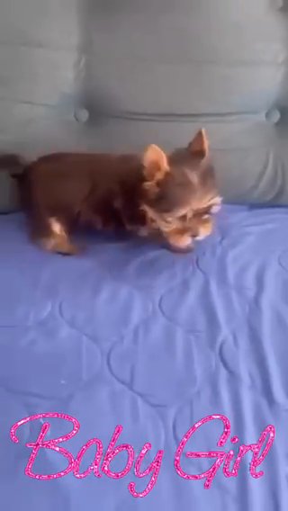 Yorkie in Queen Creek, Arizona