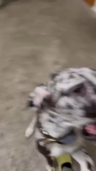 Great Dane in Jonesboro, Arkansas