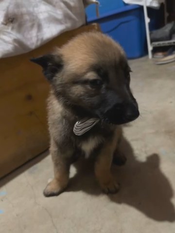 belgian malinois litter in San Diego, California