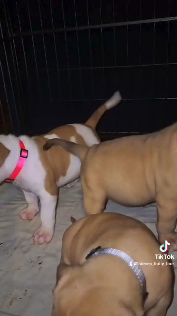 Redlion x camalot x chevy pups 3 male 5 females in Bristol, Virginia