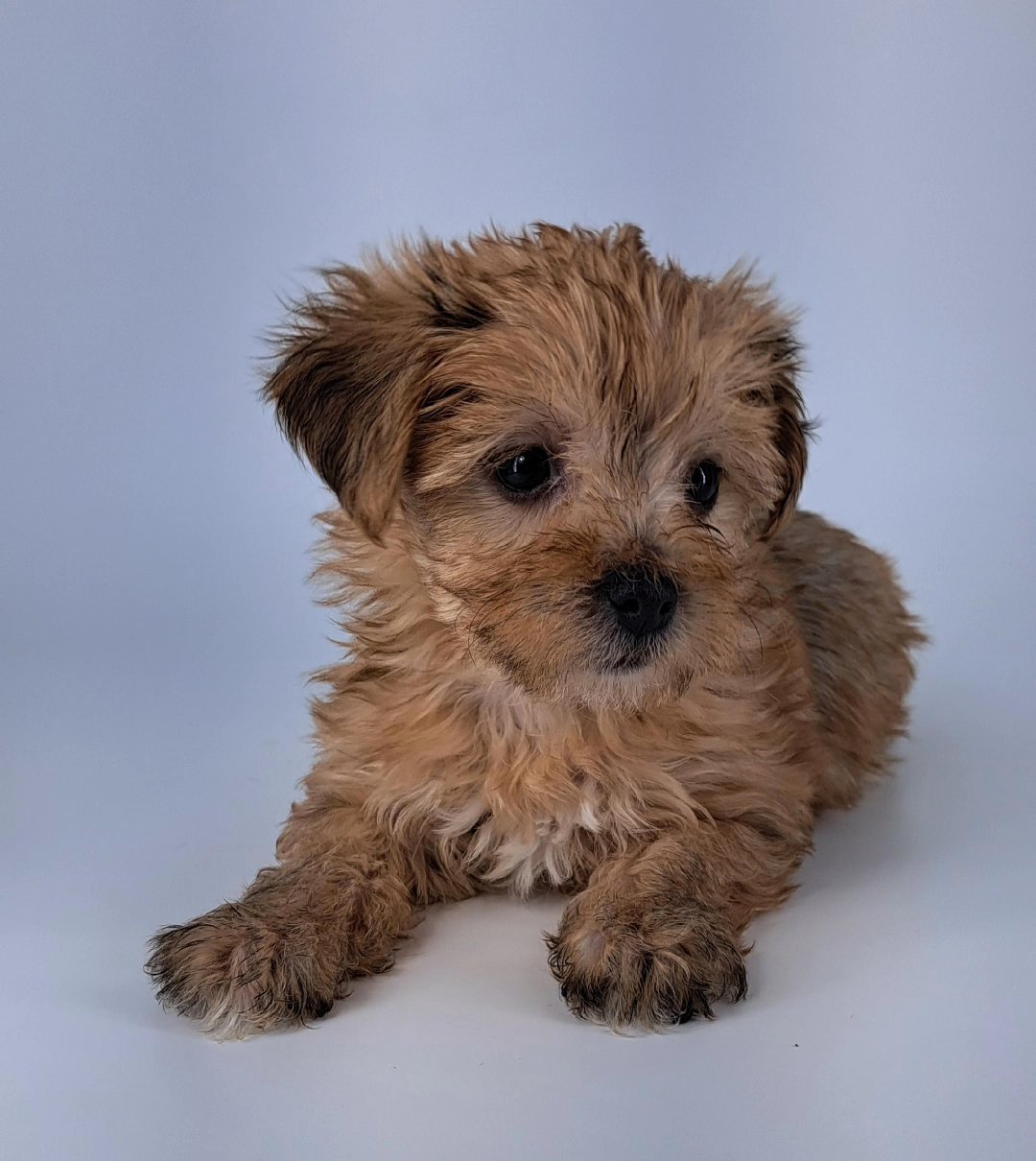 Sable Yorkie Female in Lexington, South Carolina