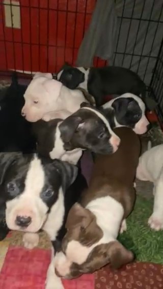 PIT BULL PUPS in Garland, Texas