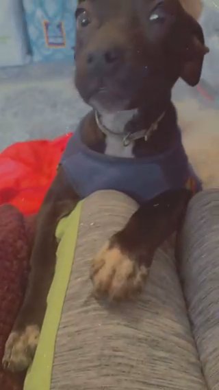 Black Puppy in Memphis, Tennessee