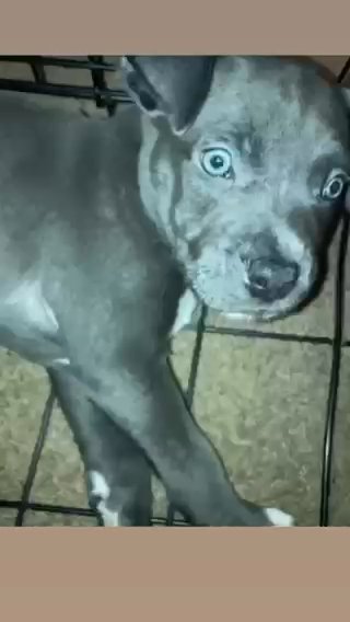 Blue Nose Pit in Raleigh, North Carolina