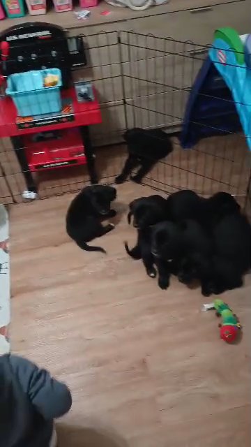 black golden retriever mix Australian blue healer puppies in Los Angeles, California