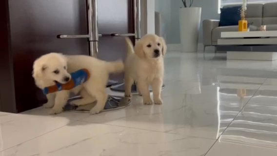 Golden Retriever Puppies in Miami, Florida