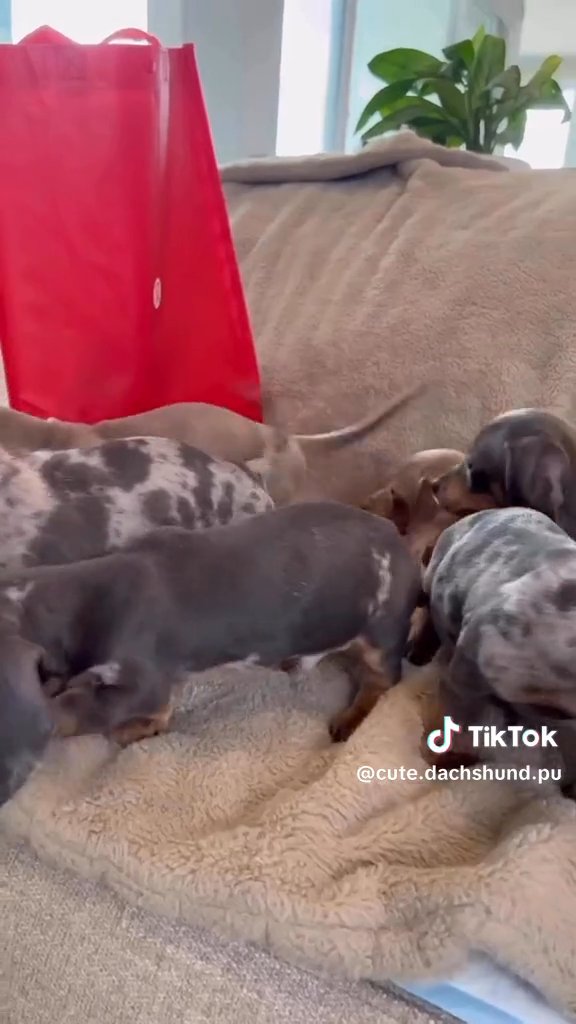 Cute dachshund puppies for sale in Houston, Texas