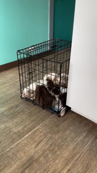 Australian Shepherd in Gadsden, Alabama