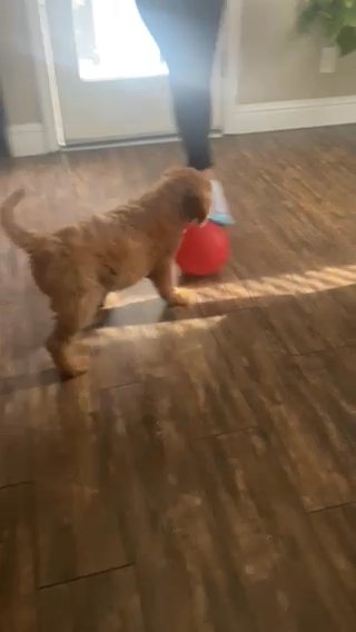 Goldendoodle in Tulare, California