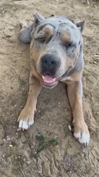 XL Bully in Houston, Texas