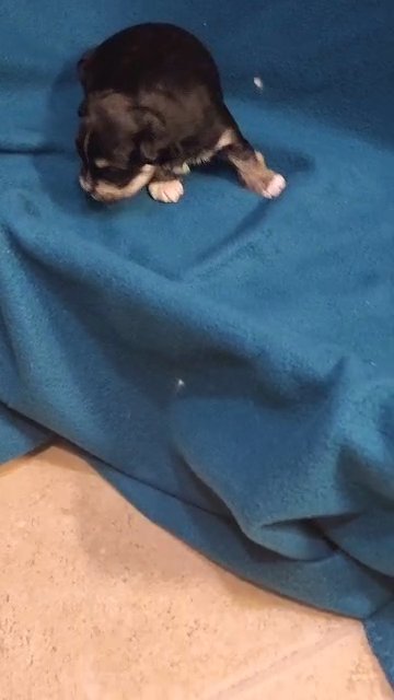 Shorkie Pups in Raleigh, North Carolina