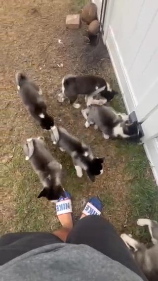 Huskies in Cocoa, Florida
