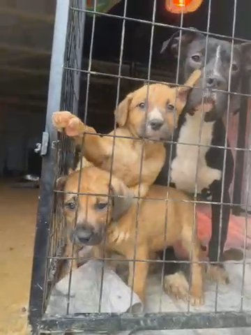 Bully Puppies in Nashville, Tennessee