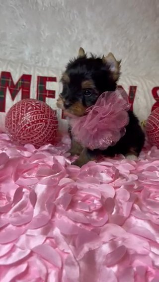 Jolly Black And Tan Beautiful Female Yorkie in Riverside, California