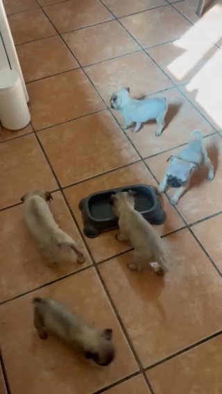 Pugs ? in San Antonio, Texas