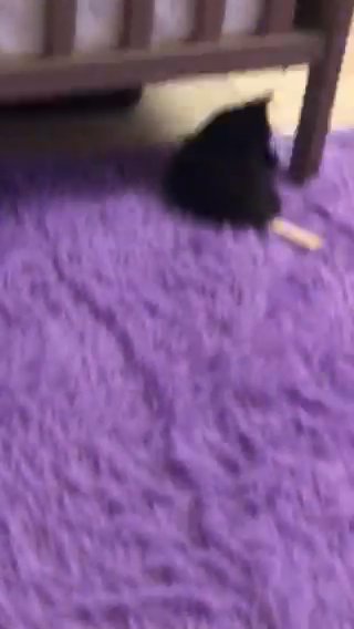 Kitten in Chester, Pennsylvania