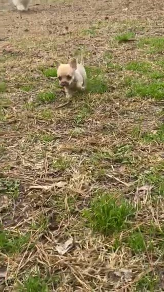Teacup chihuahua puppy in Wilmington, North Carolina