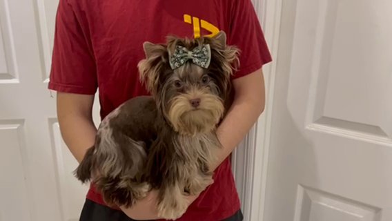 Chocolate Merle Boy Yorkie 6 Month Old in Riverside, California