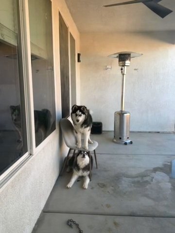 Loki And Scottie in Victorville, California