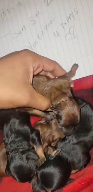 yorkiepoos puppies in North Augusta, South Carolina