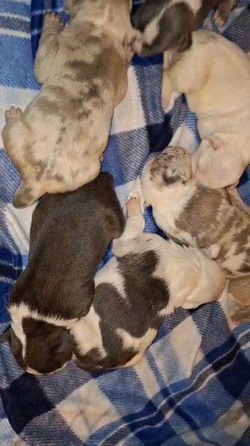 American bully puppies in Greenwood, South Carolina
