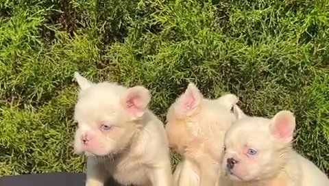 Fluffy Frenchbulldog in Chicago, Illinois