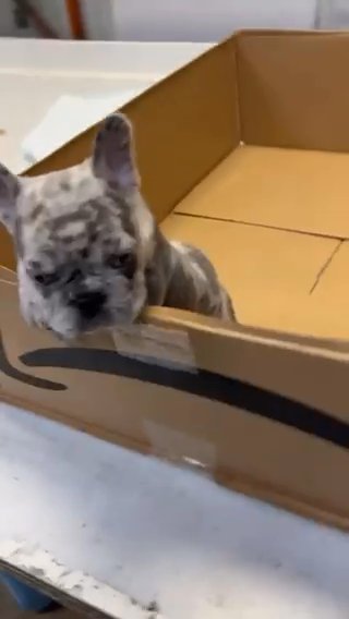 Male Merle French Bulldog in Chicago, Illinois