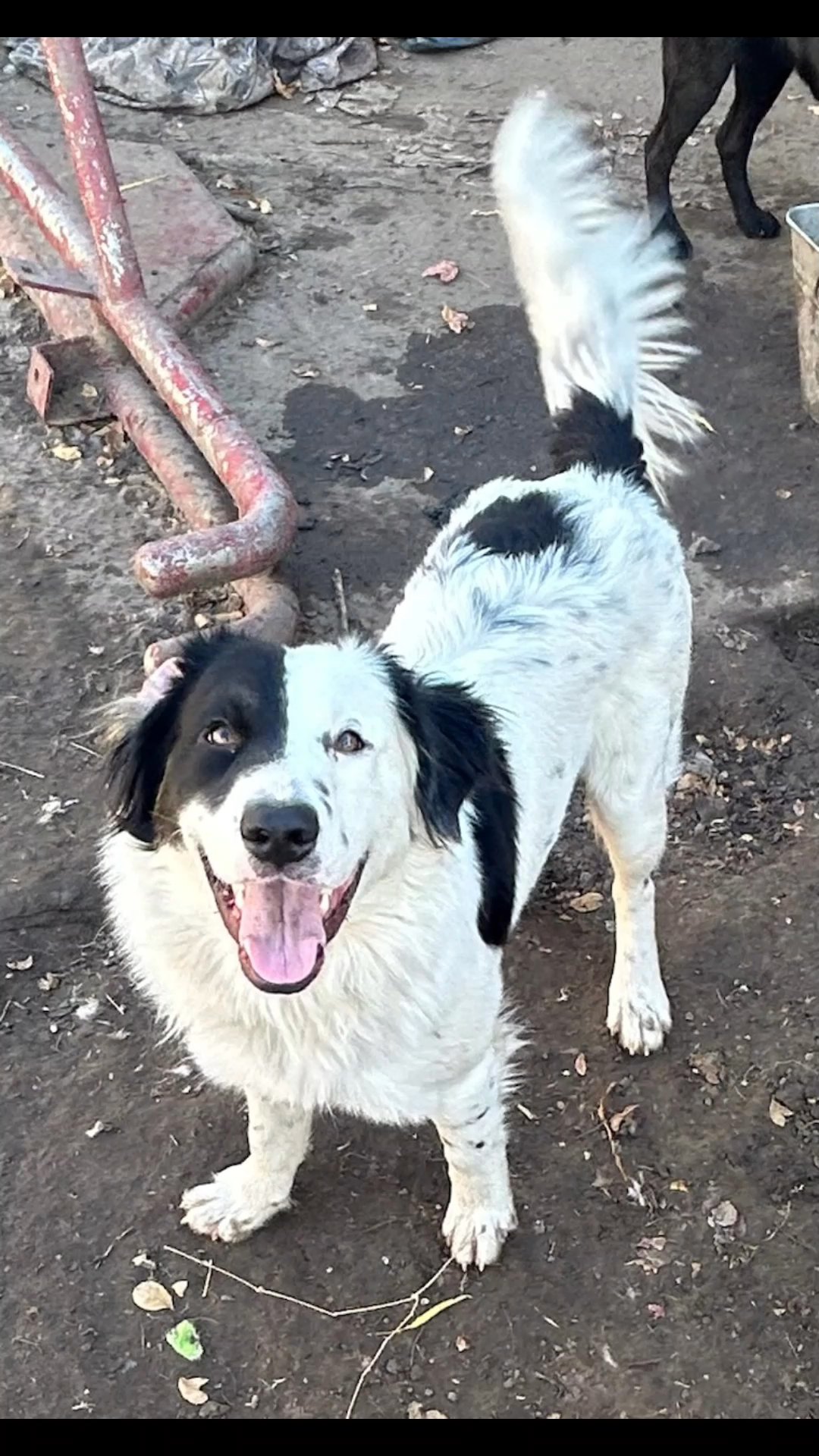 free puppies and dog in Greenville, Texas