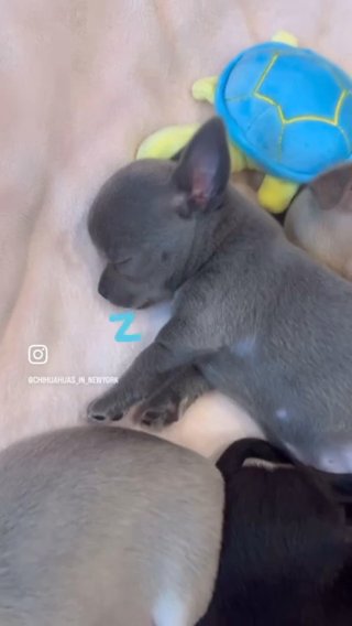 Donald ??? Chihuahua Puppy in Brooklyn, New York