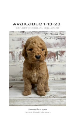 Health Tested Goldendoodles in Dallas, Texas