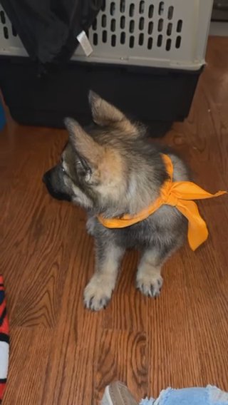 8 Week Male German Shepard Duke in Boston, Massachusetts