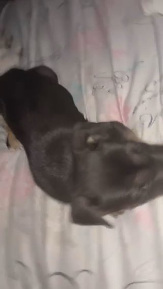 German Shepherd Mixed Pitbull in Phoenix, Arizona